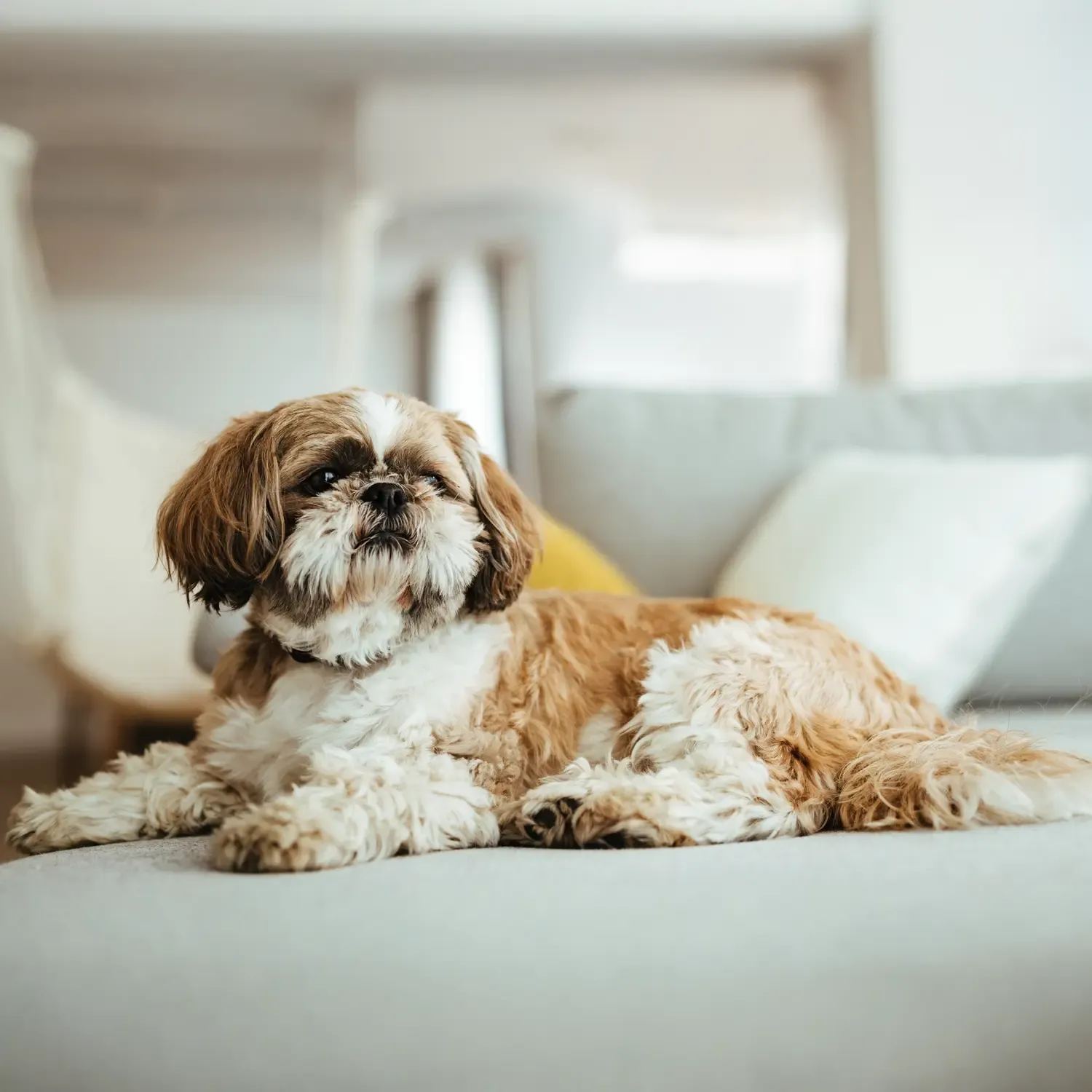Shih Tzu sofá.webp